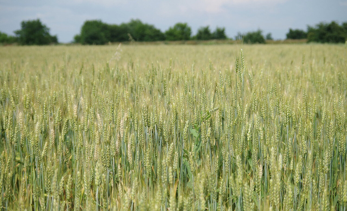 Картина из открытого источника сети Интернет. 