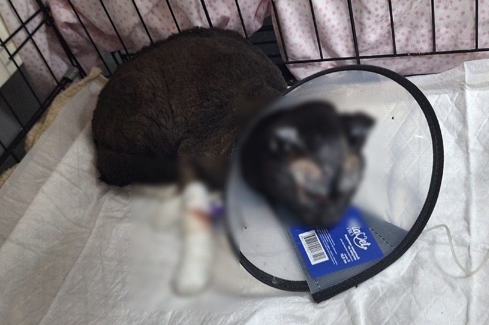    Кот сильно пострадал из-за пожара. Фото: ветеринарная клиника "Веста"