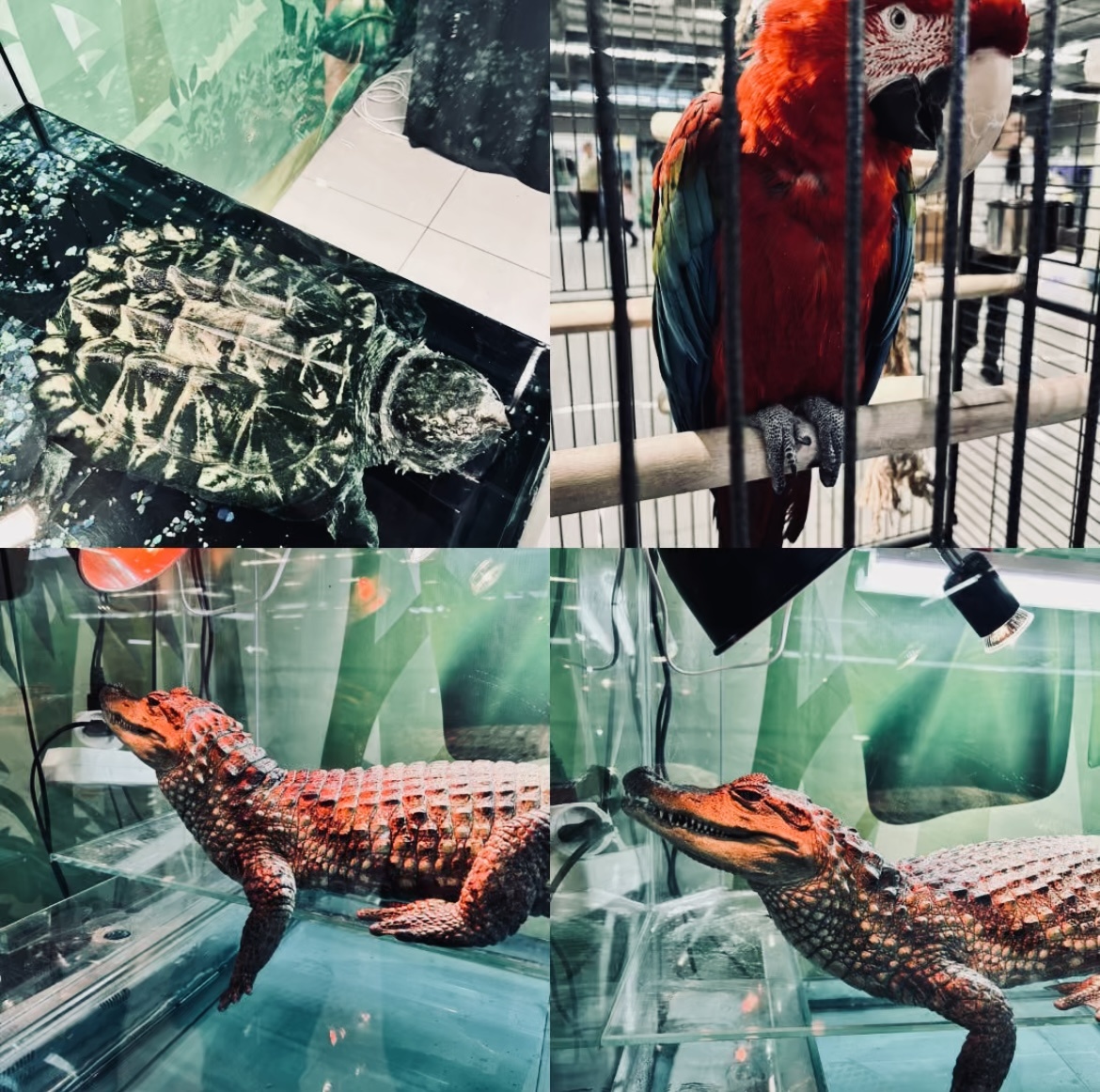 Коллаж автора канала. Сверху та самая черепаха, что привлекла внимание сынишки))).