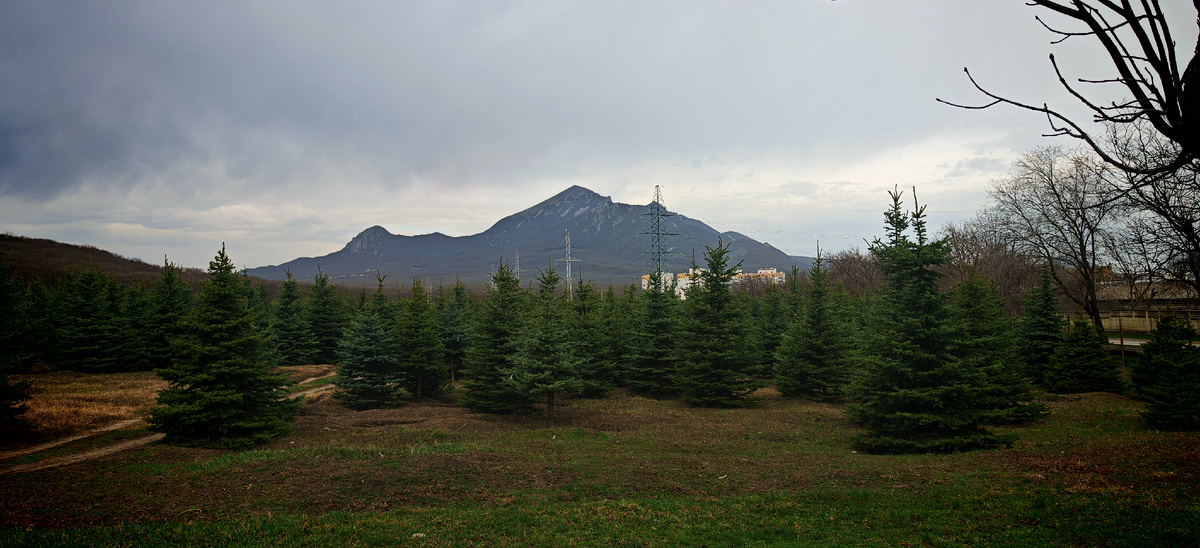 Хвойный отдел питомника