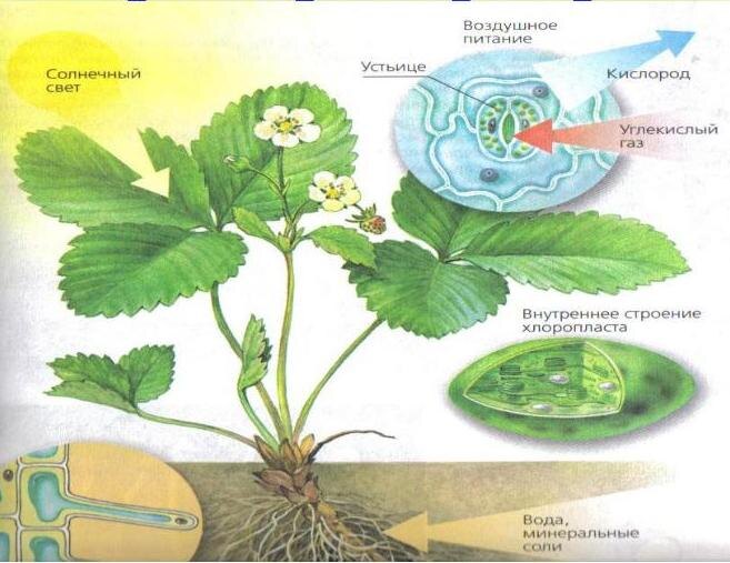 Растениям для развития и урожая нужен свет, углекислый газ, кислород, вода и немного минеральных элементов