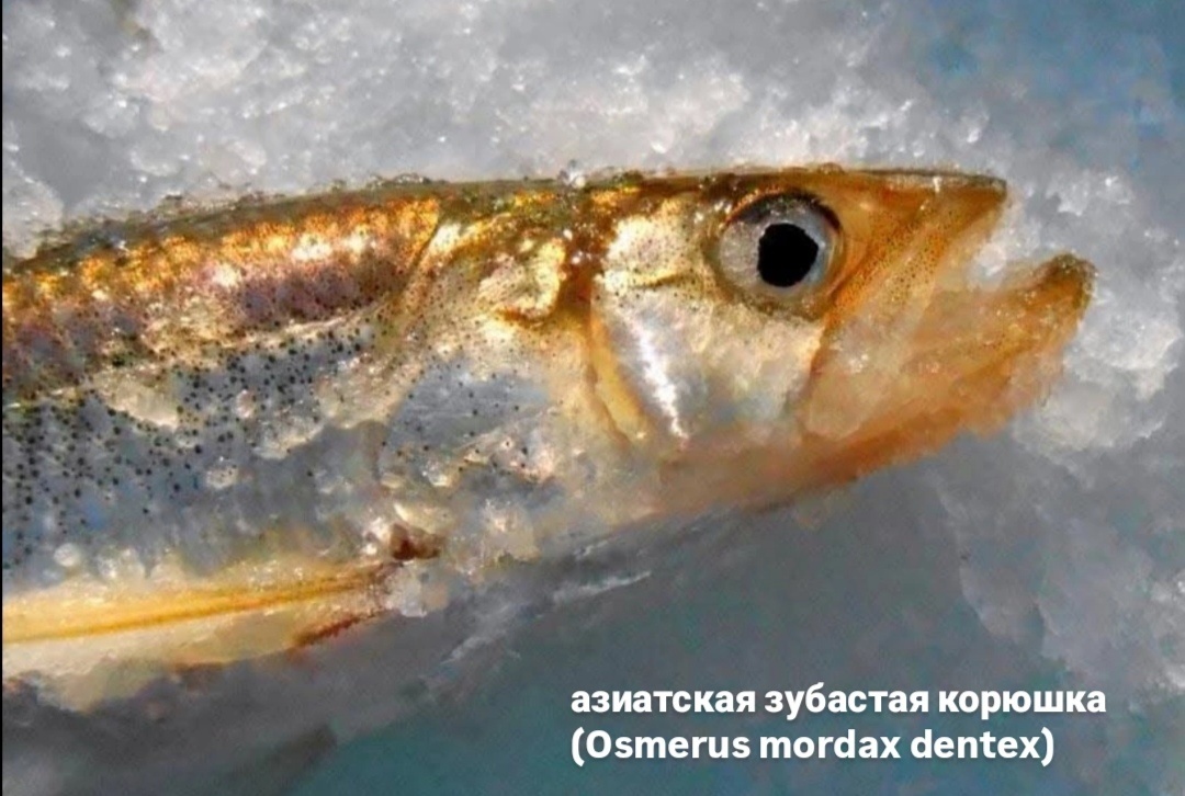 Обратите внимание на то где заканчивается, челюсть относительно глаза. 