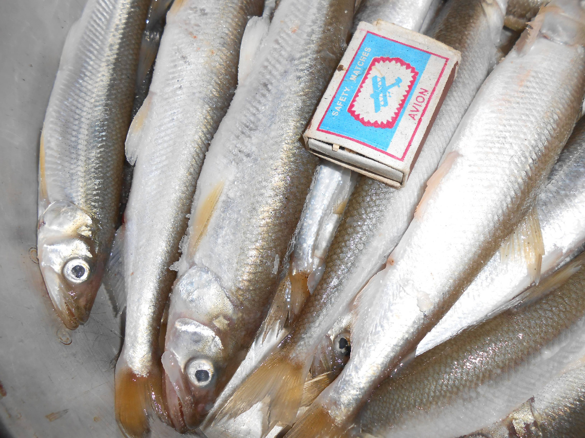 Зубатка... Корюшка-зубатка... 