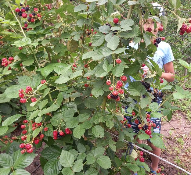 Дети очень любят ежевику