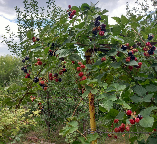 вроде с виду черная, но еще не поспела - не снимается со стержня