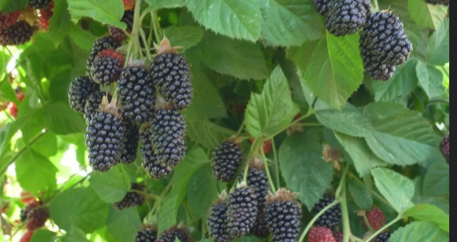 С какой ежевикой у вас может не получиться: лучшие сорта и как справиться с трудностями