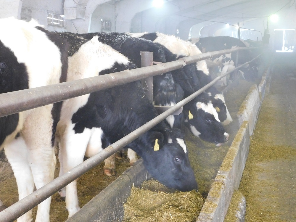    Коровы в загоне получают корм. Фото Анны Зубаревой