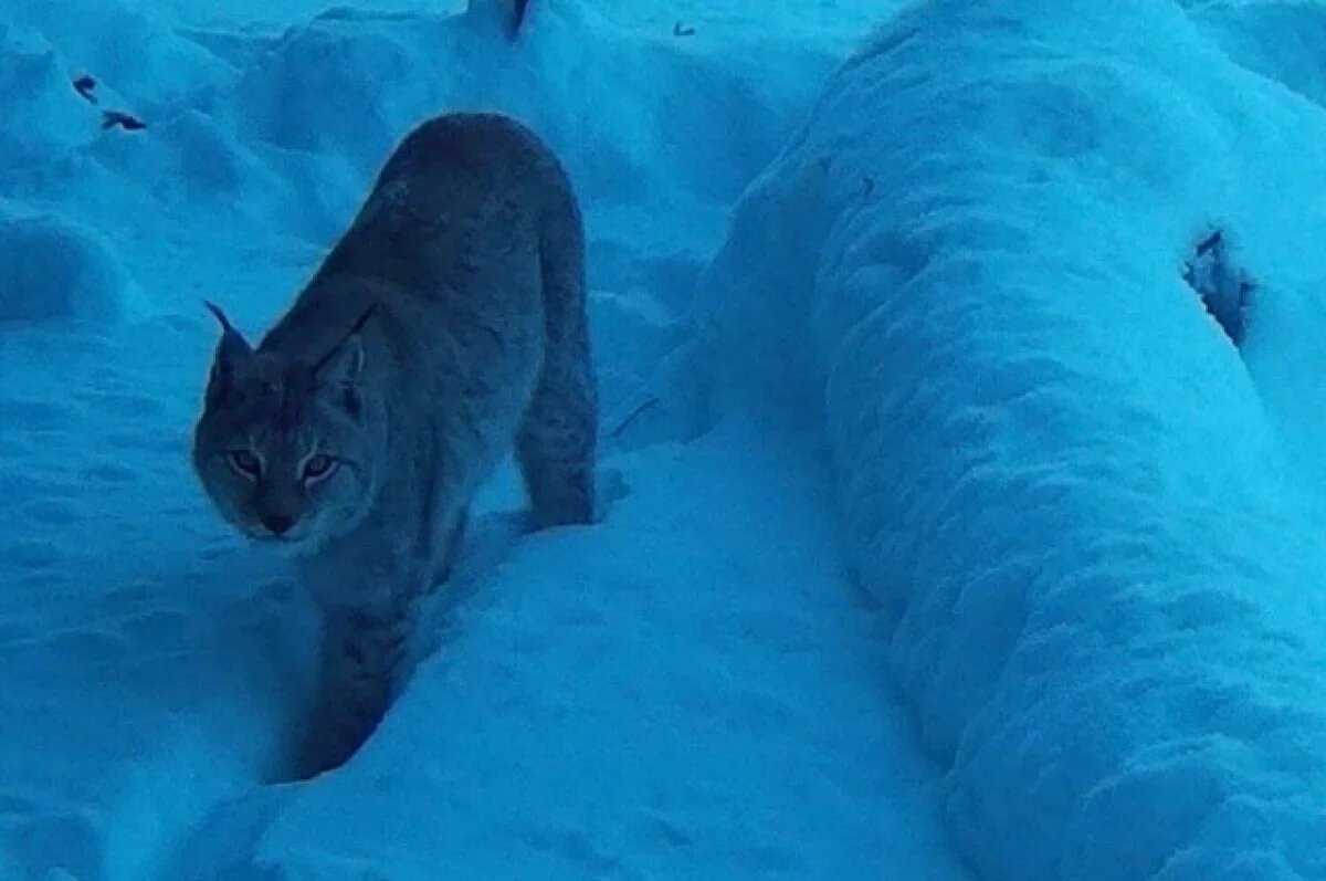    Обворожительная рысь попала в объектив в Комсомольском заповеднике