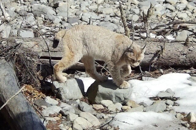    Рысь из Баджальского заказника Фото: телеграм-канал Комсомольский заповедник
