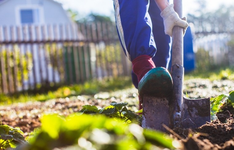    Shutterstock/FOTODOM