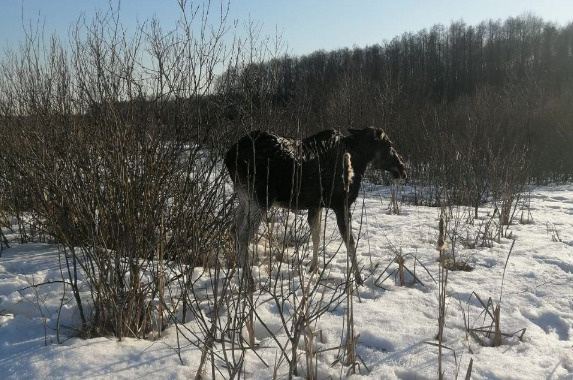    Фото: Мособлпожспас Анфиса Слепцова