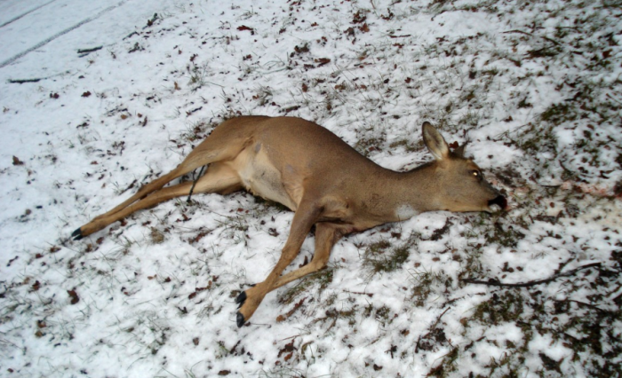 Любопытство для некоторых оборачивается трагедией / Фото: pxhere.com
