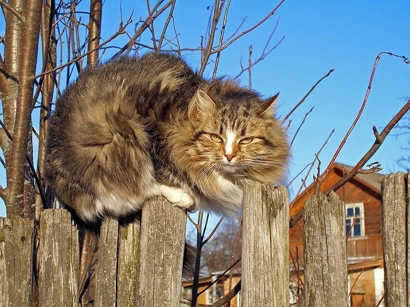 иллюстрация из яндекс картинки.