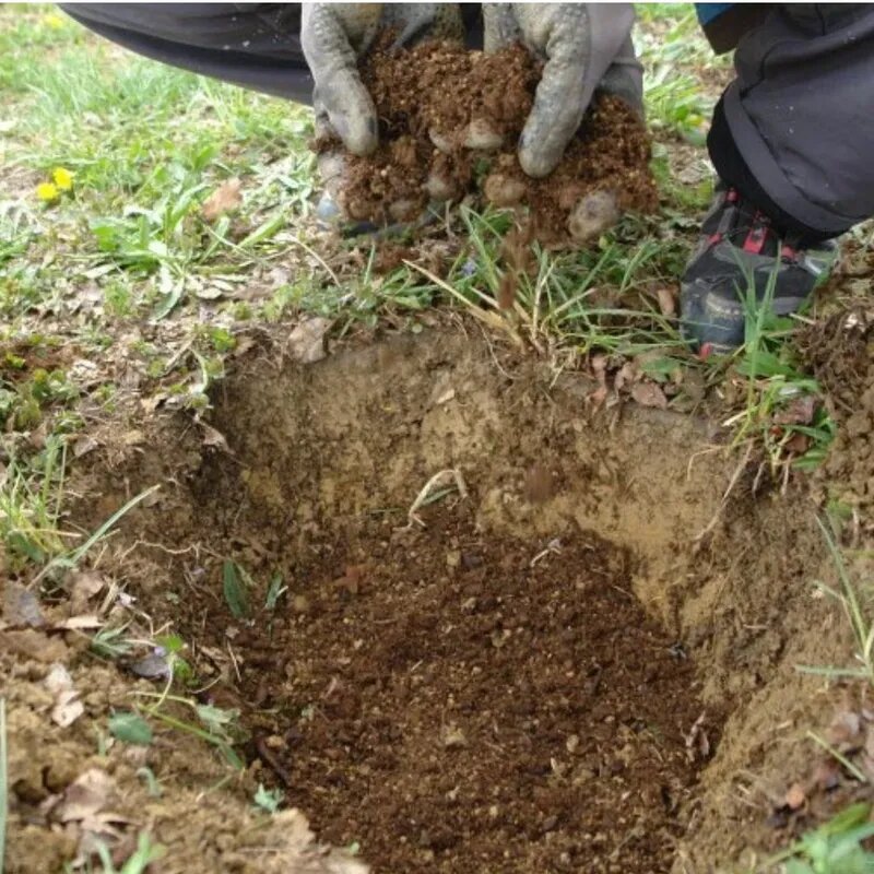 Грамотная высадка абрикоса — залог хорошего развития молодого дерева