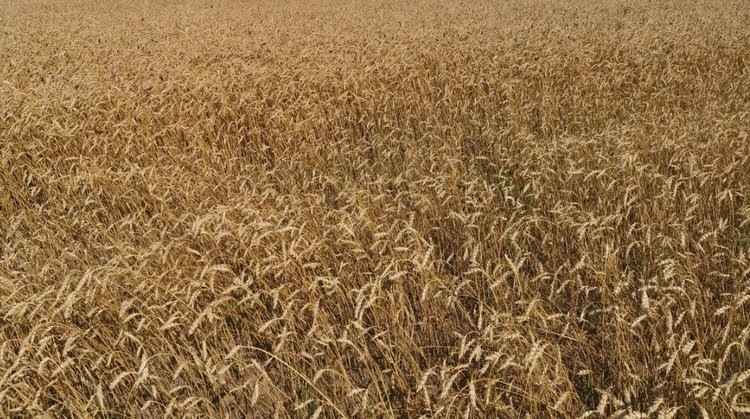    Современные пшеничные фермеры могут называть себя защитниками экологии