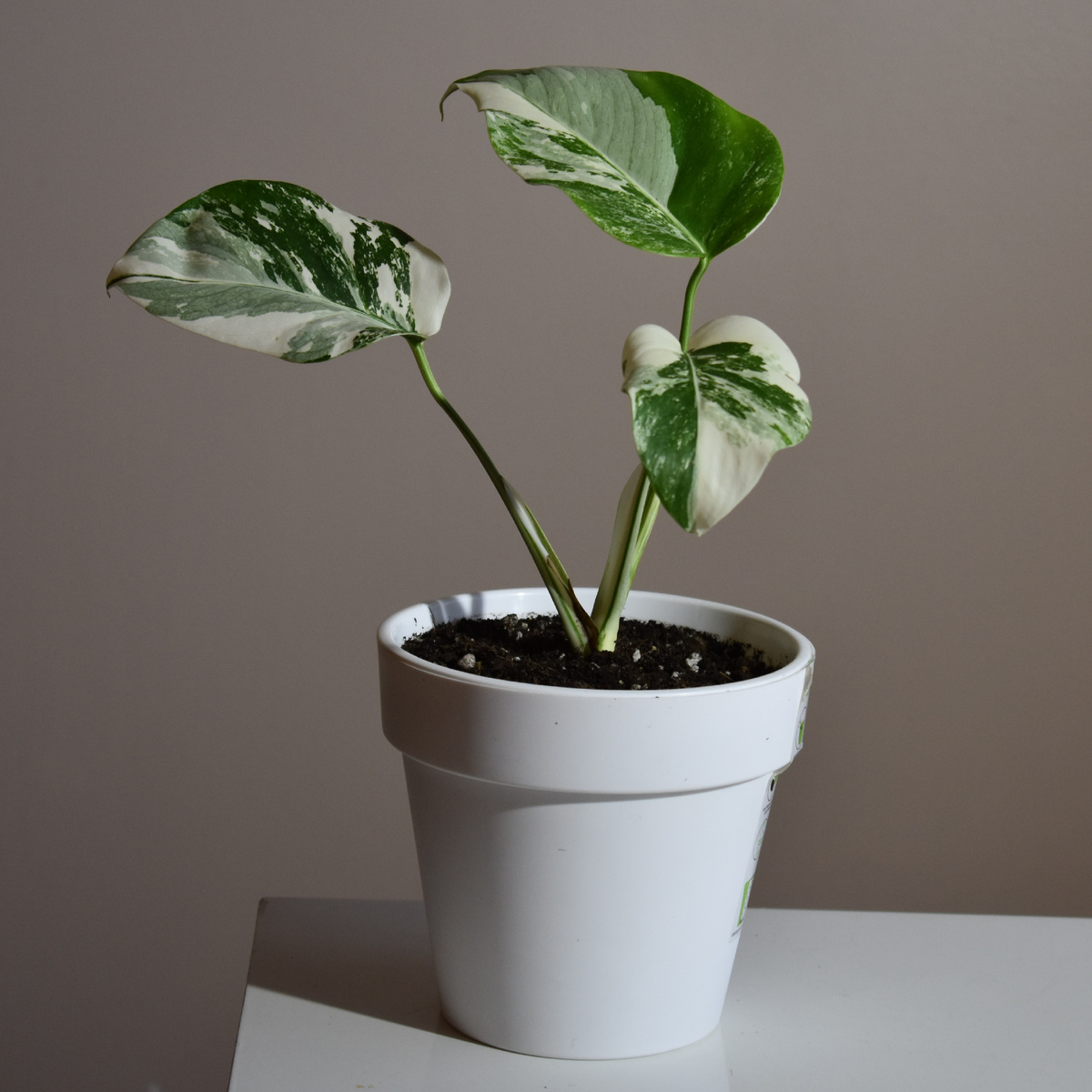 Красивая и нежная с небольшими листьями. Фото автора. Монстера Альба Борзига мелколистная. 