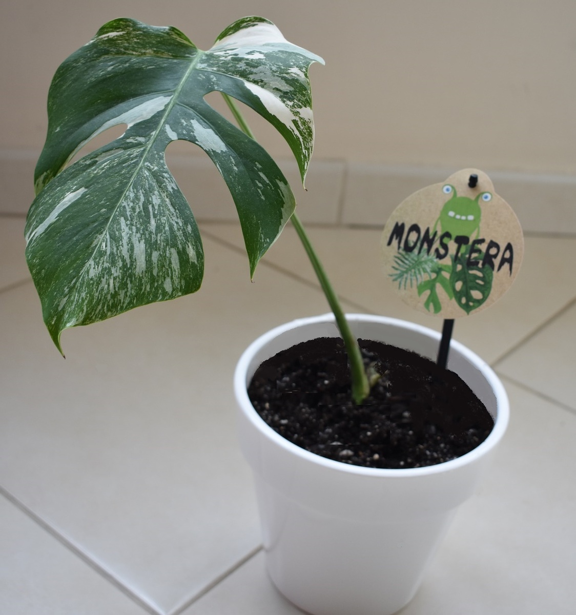 Фото автора. Монстера Альба. Листья достаточно крупные резные с большими белыми пятнами.