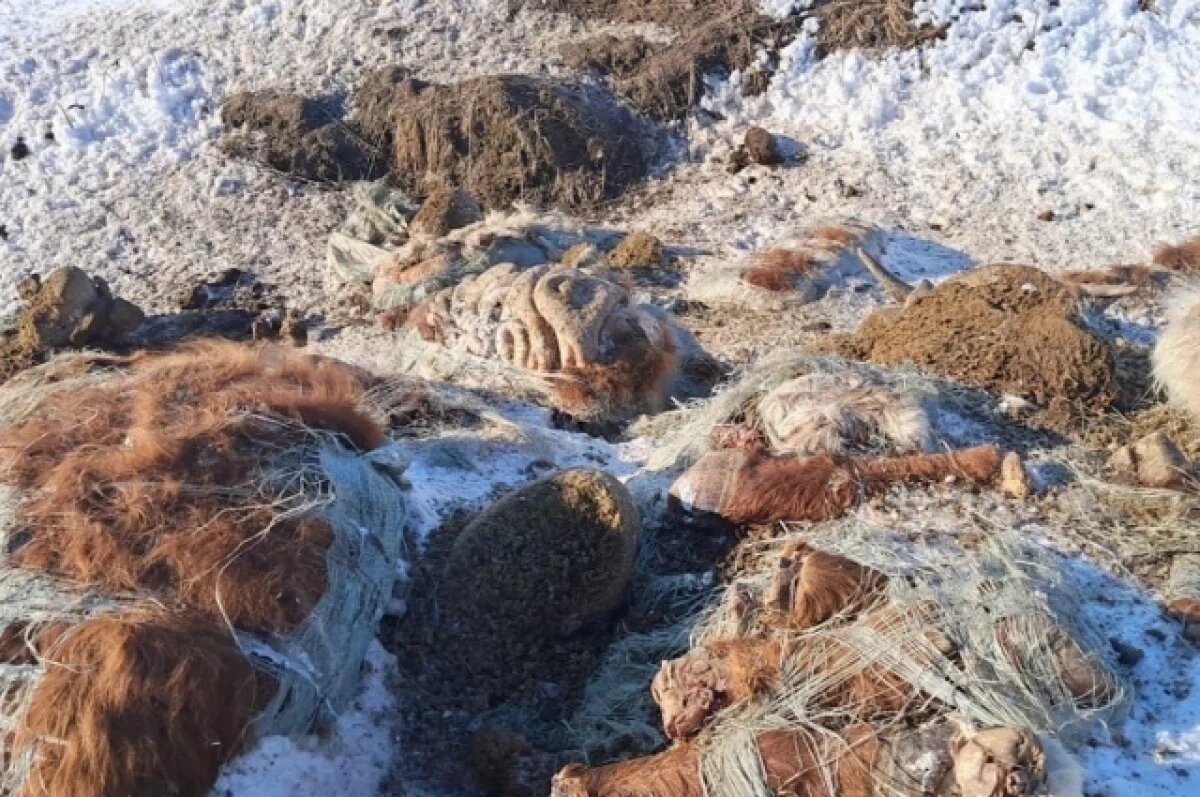    В Хабаровском крае обнаружена массовая свалка биоотходов - останки баранов