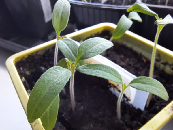 Ухаживаем за сеянцами томатов, перцев, баклажанов. Что важно