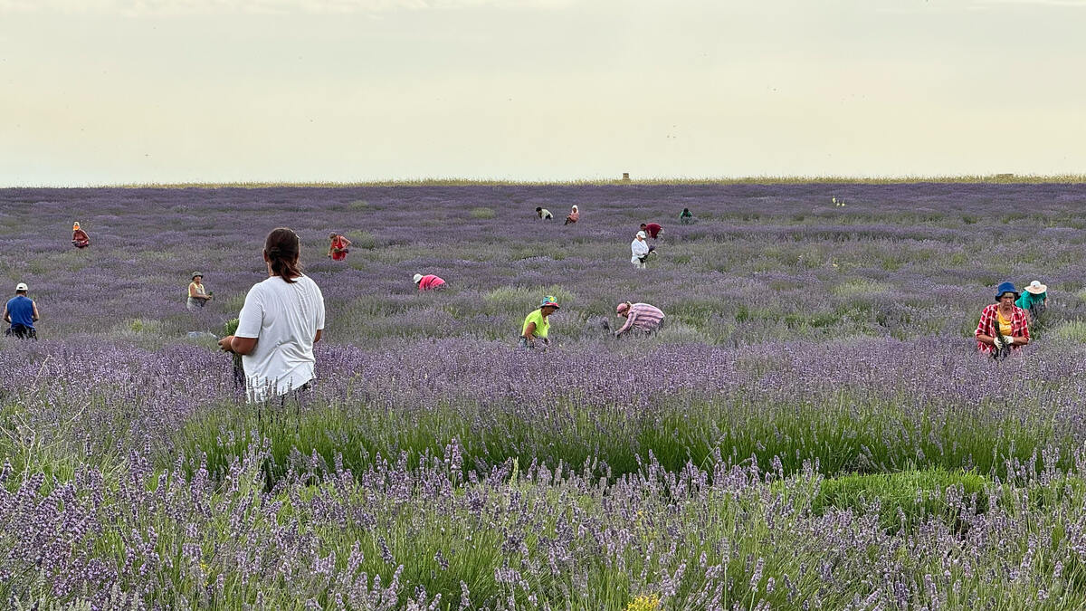 Заготовка лаванды ручным способом для флористики 