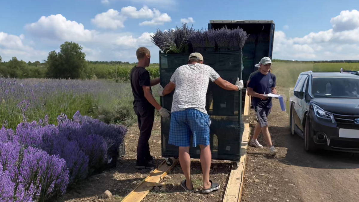 Отгрузка пучков лаванды для флористики с лавандового поля