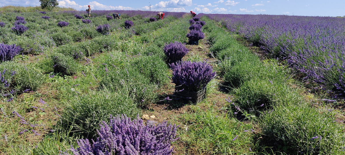 Флористиечкая лаванда в яшиках