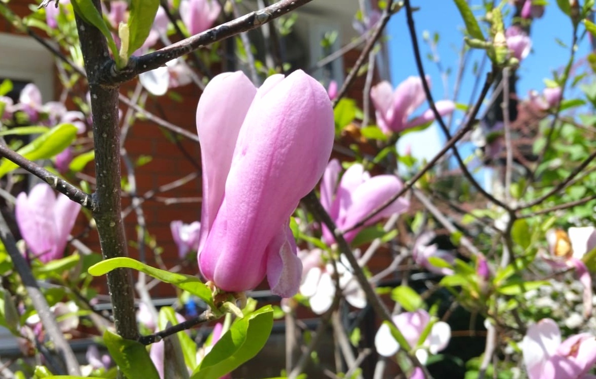 "Весна" (фото из семейного альбома)