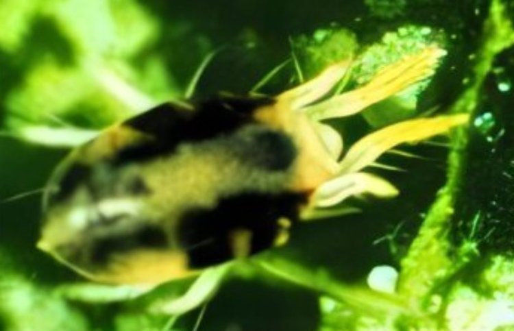    Двухточечный паутинный клещ удивил ученых своими перспективами в защите растений