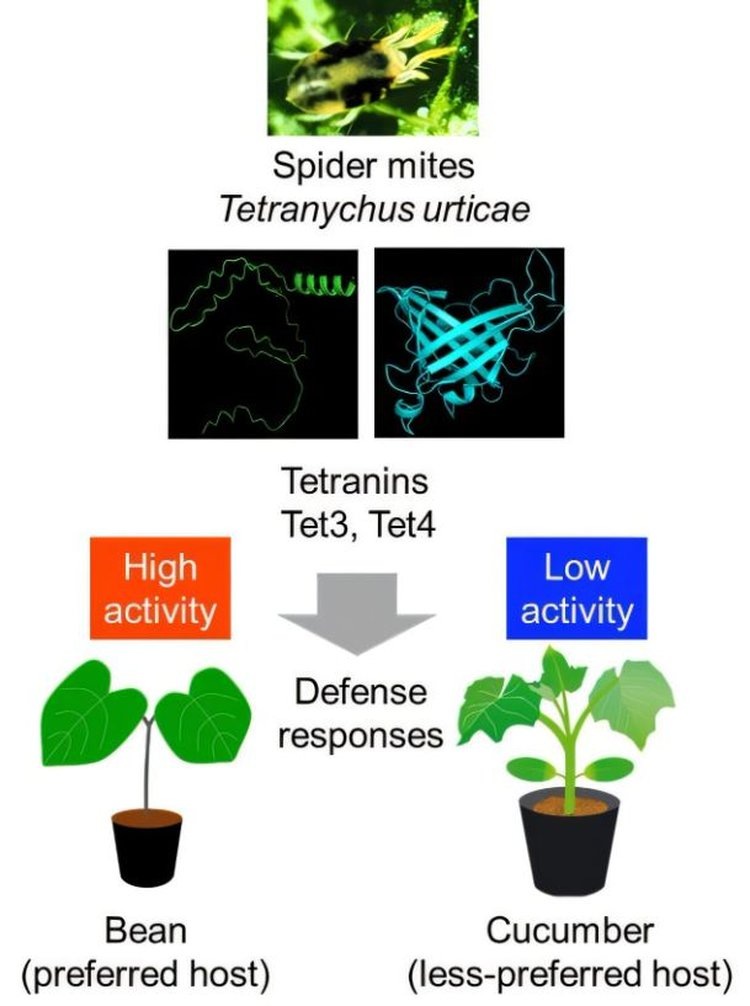     Двухточечный паутинный клещ удивил ученых своими перспективами в защите растений
