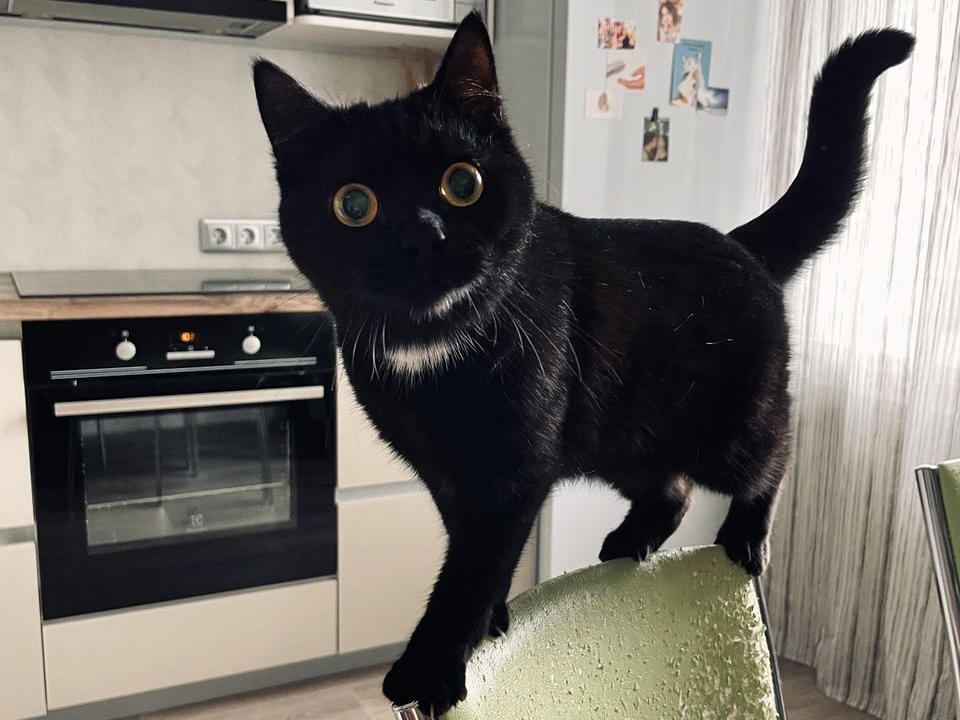 Несмотря на слепоту, Гуся очень любопытная кошка