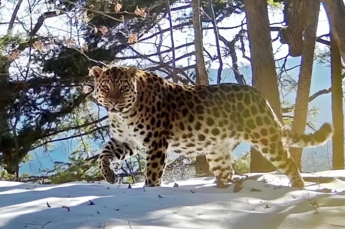    Искусственный интеллект поможет сохранить уникальную природу Приморья