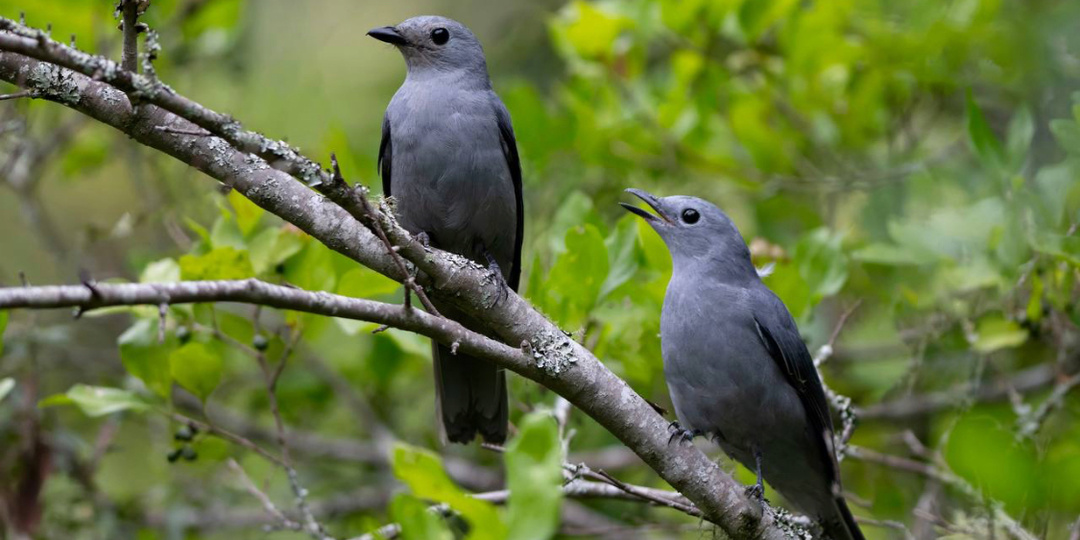 Лесной сорокопутовый личинкоед / Ceblepyris caesius