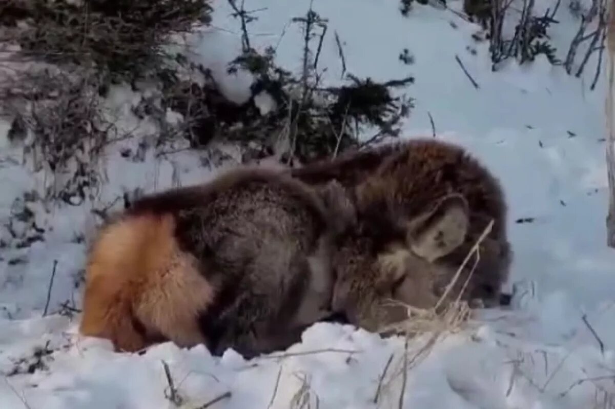    Мертвого оленя обнаружили на Сахалине