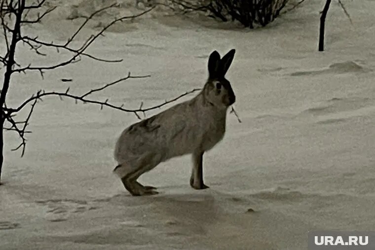 Скоро зверек начнет линять и поменяет шубку на серую. Фото: Вадим Ахметов © URA.RU