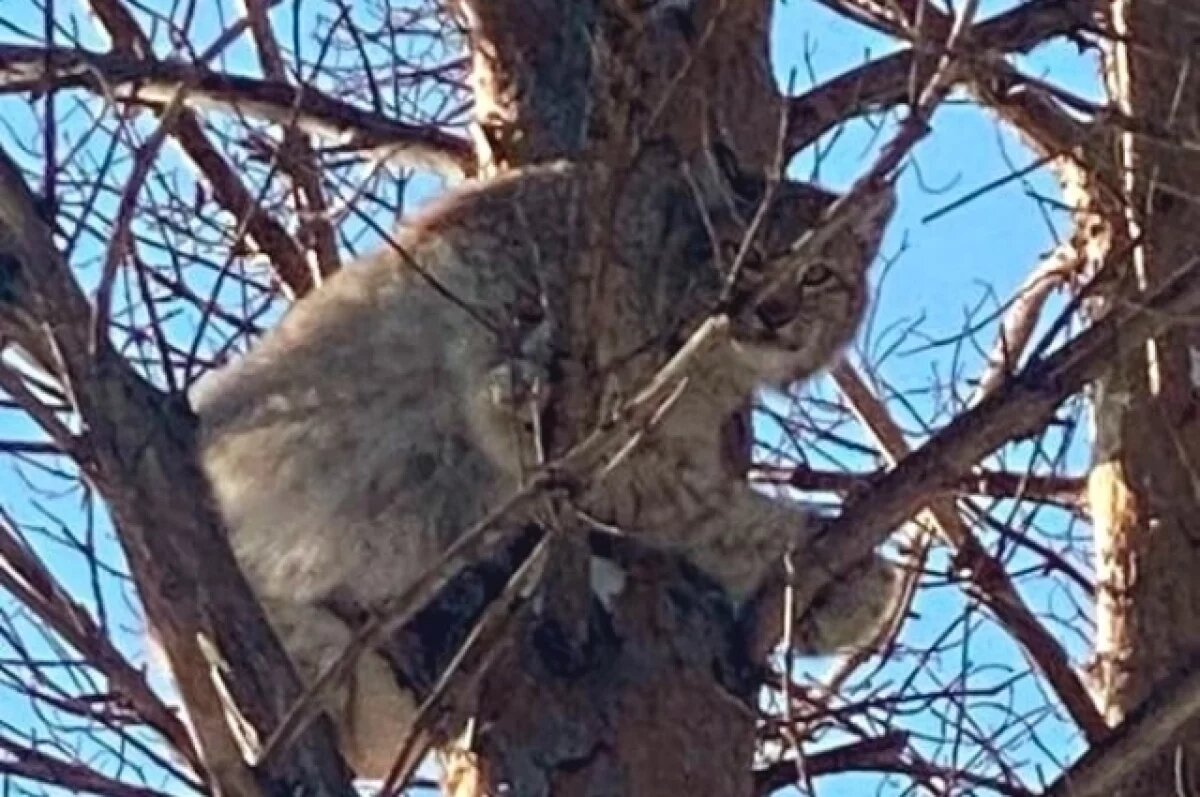    В Омской области засняли рысь, которая забралась на дерево