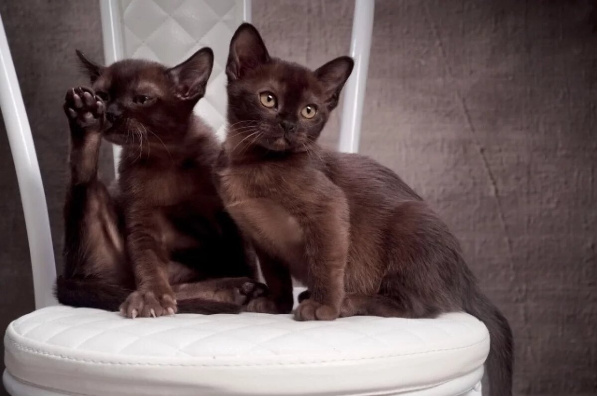    Хозяйка погибших кошек из ижевского питомника поделилась трогательным видео