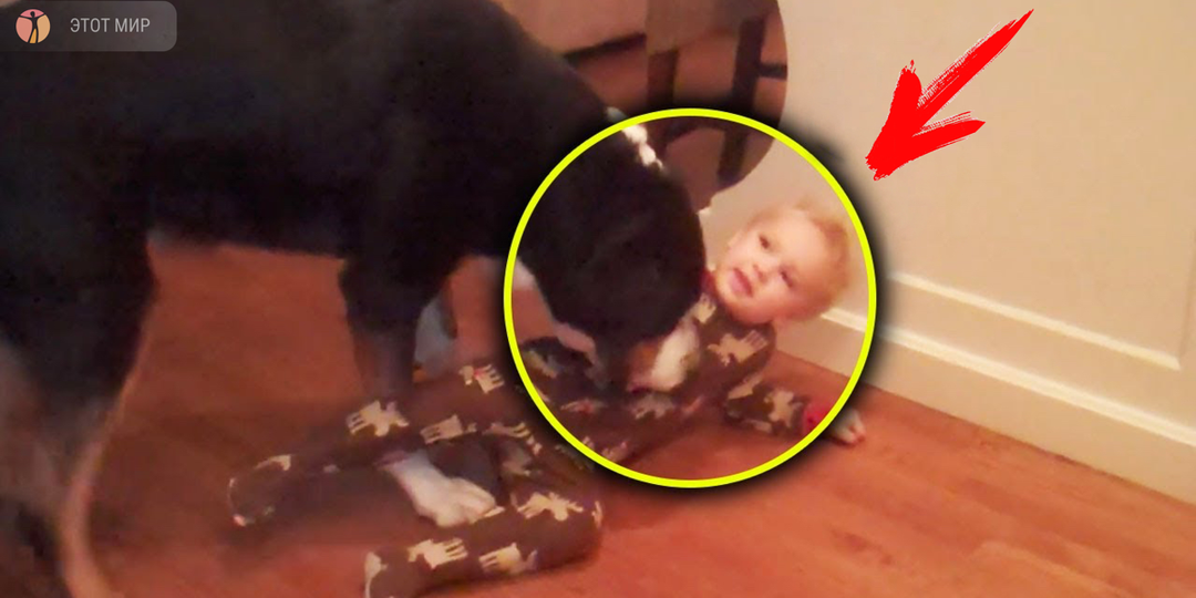 Собака внезапно «нападает» на ребёнка и причина шокирующая