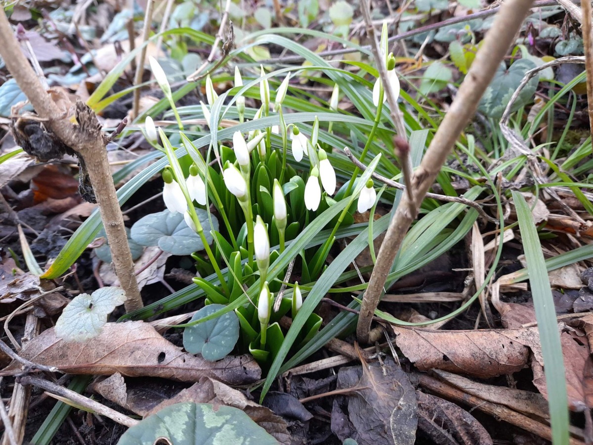 Подснежник (фото автора 30.01.2025г.)
