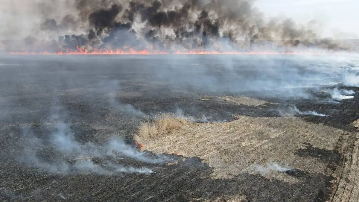     © Пресс-служба Астраханского биосферного заповедника