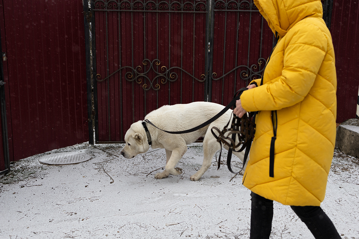 Алабай Журек гуляет с хозяйкой
Фото: Максим Окунев для ТД