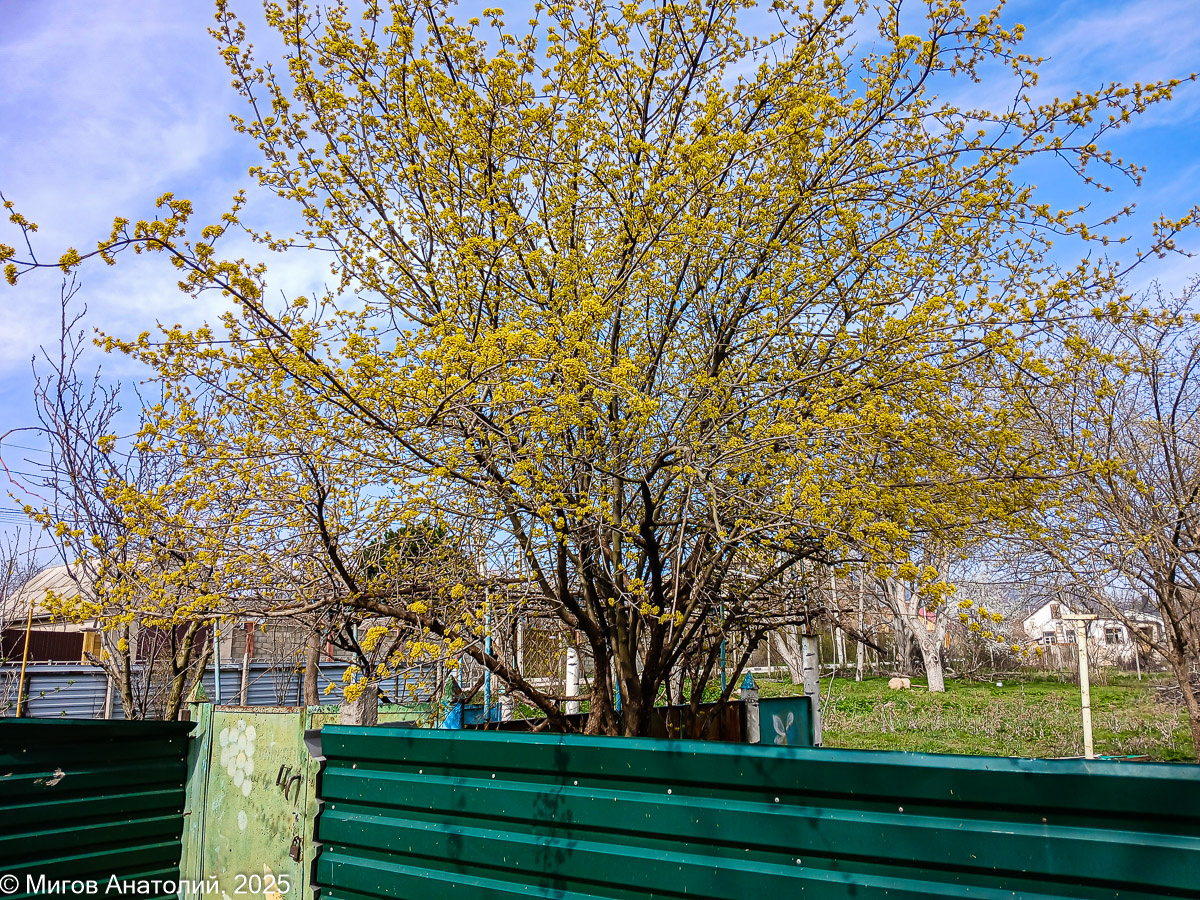 Так цветет кизил.