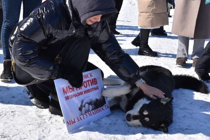 Митинг в поддержку бездомных животных прошёл в посёлке Горького в Хабаровске