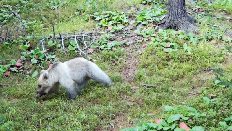     Медвежонок с необычным окрасом в Алтайском заповеднике. Фотоловушка. Установка - Юрий Калинкин