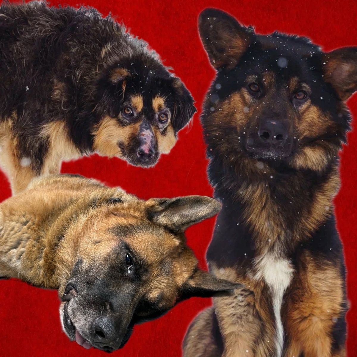 Срочный сбор на овчарку Мейсона с опухoлью! А Жерар просто гnиет ЗАЖИВО!