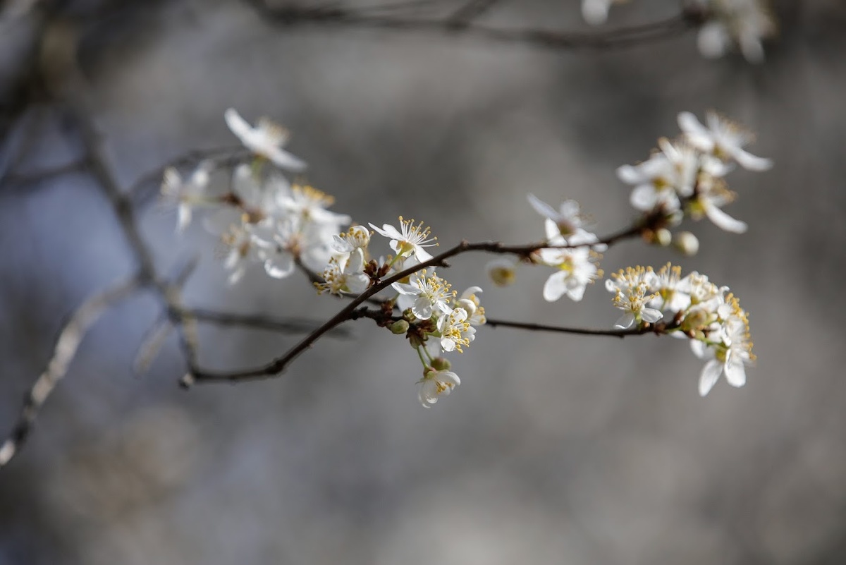    Фото: "Крым 24" Elena Maltseva