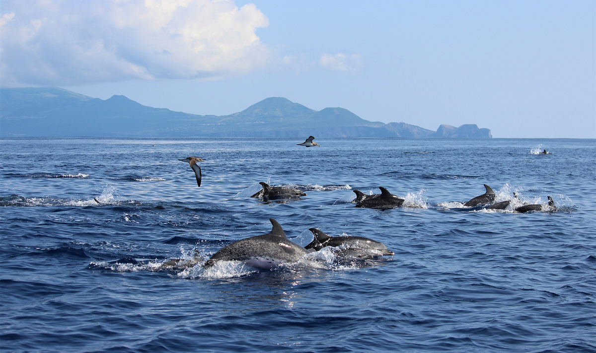 Если вы предпочитаете более спокойное времяпрепровождение, к вашим услугам наблюдение за китами и дельфинами.Фото: Daisy Salmon / Shutterstock.com
