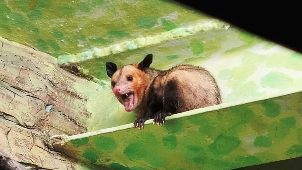    Фото: Екатеринбургский зоопарк