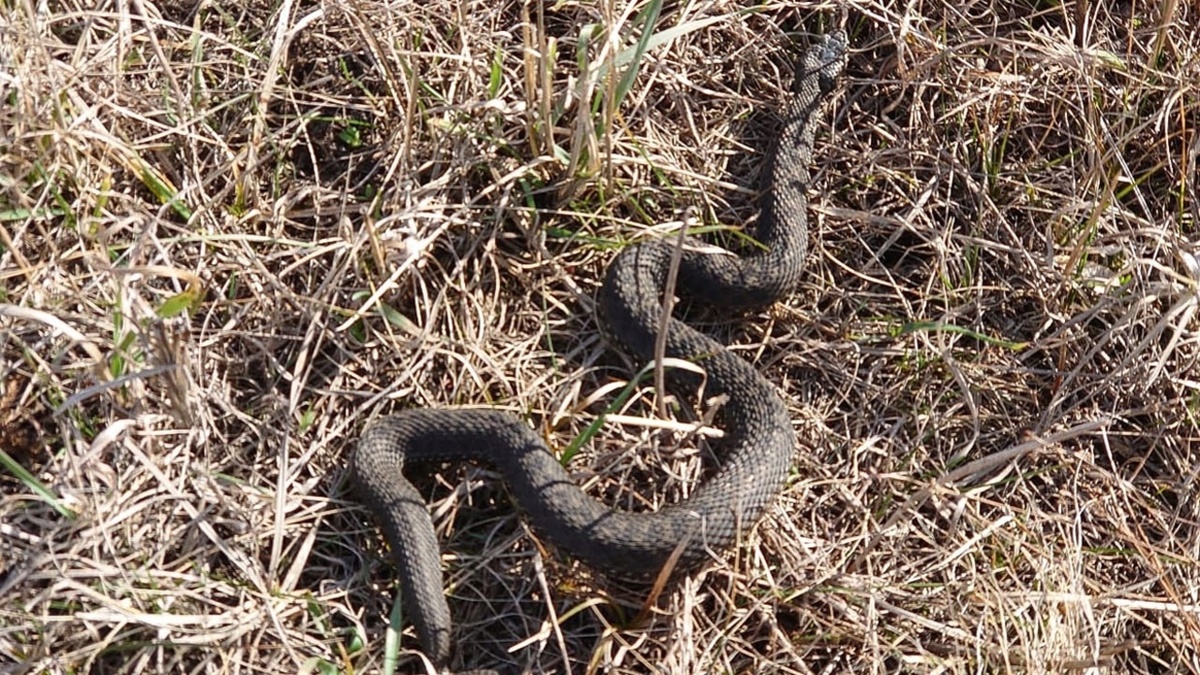    Степные гадюки вышли из спячки в Курской области
