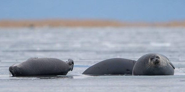    фoтo: Лyбcaн Чaгдypoв / «Зaпoвeднoe Пoдлeмopьe»