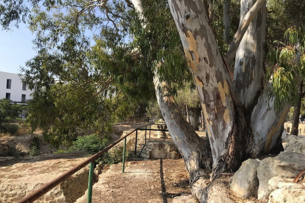 Окрестности карфагенского музея